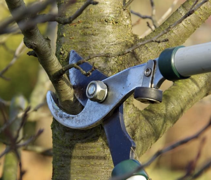 Élagueur en action à Clamart, taille d'arbre